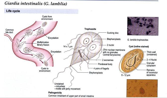 Giardia là ký sinh trùng cấu tạo đơn bào (Protozoa), thuộc lớp Trichomonas (trùng roi)
